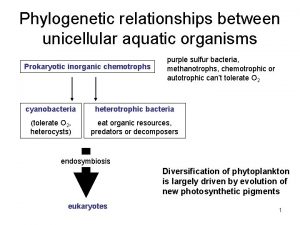 Phylogenetic relationships between unicellular aquatic organisms Prokaryotic inorganic