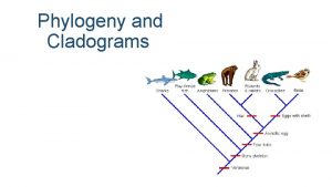 How to read cladograms