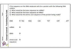 Do Now 1116 Turn in your DNA structure