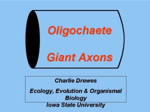 Oligochaete Giant Axons Charlie Drewes Ecology Evolution Organismal