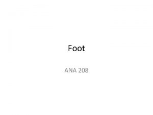 Foot ANA 208 FOOT Ankle the narrowest and