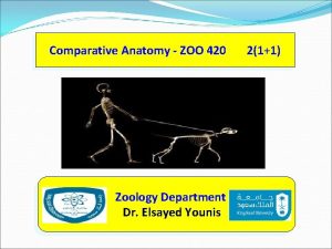 Comparative Anatomy ZOO 420 Zoology Department Dr Elsayed