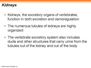 Excretory system of vertebrates