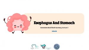 Esophagus And Stomach Gastrointestinal blockAnatomyLecture 3 Editing file