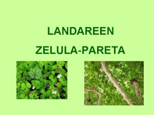 LANDAREEN ZELULAPARETA Zelula mintza biltzen duen beste mintz