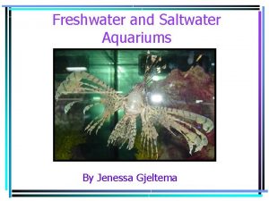 Freshwater and Saltwater Aquariums By Jenessa Gjeltema Choose