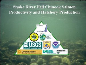 Snake River Fall Chinook Salmon Productivity and Hatchery