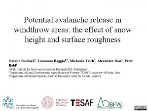 Potential avalanche release in windthrow areas the effect