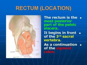 RECTUM LOCATION The rectum is the most posterior