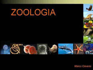 ZOOLOGIA Marco Oliverio ZOOLOGIA Disciplina della Biologia che