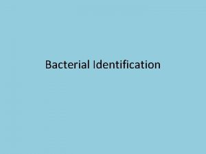 Bacterial Identification 1 E Coli Gram negative rods