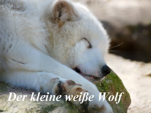 Der kleine weie Wolf In einem Zoo lebte