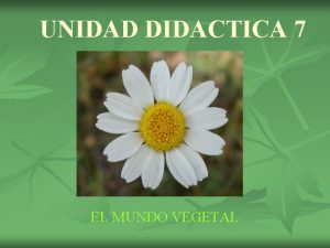 UNIDAD DIDACTICA 7 EL MUNDO VEGETAL Las plantas