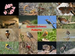 Species richness Patterns Two key questions about species