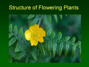 Structure of Flowering Plants You need to know