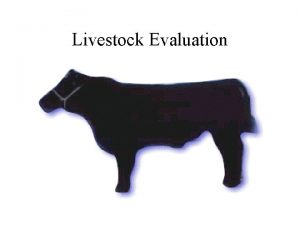 Livestock Evaluation Slaughter Cattle Evaluation Terms for understanding