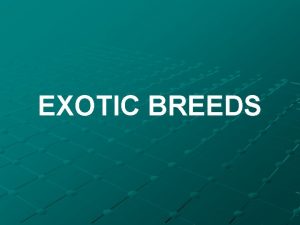 EXOTIC BREEDS EXOTIC DAIRY BREEDS HOLSTEIN FRIESIAN Physical