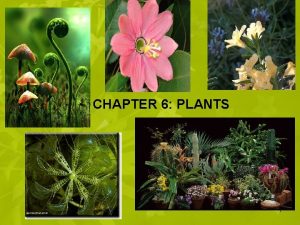 How are plants grouped
