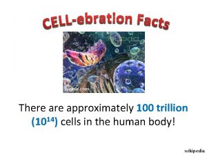 jaascar com There approximately 100 trillion 1014 cells