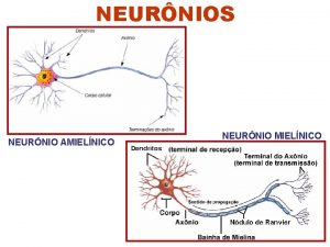 NEURNIOS NEURNIO AMIELNICO NEURNIO MIELNICO NEURNIOS Bolsa prsinptica