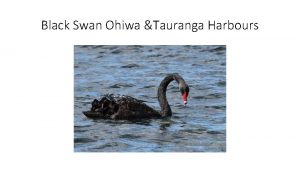 Black Swan Ohiwa Tauranga Harbours Three main complaints