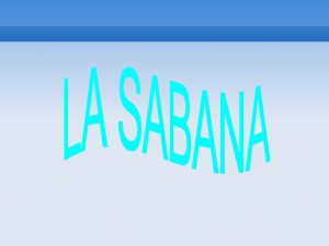 LA SABANA La sabana es una llanura ubicada