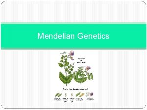 Mendelian Genetics Mendel Pea Plants and Inheritance Patterns