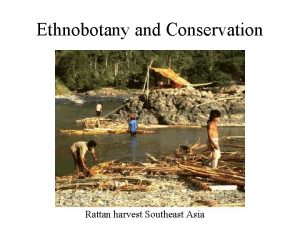 Ethnobotany and Conservation Rattan harvest Southeast Asia Belize