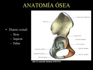 ANATOMA SEA Hueso coxal Ilion Isquion Pubis Atlas