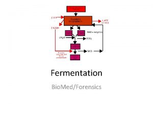 Fermentation Bio MedForensics KEY CONCEPT Fermentation allows the