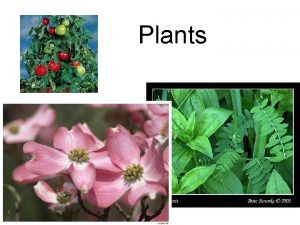 Plants Plant Nutrition Review Photosynthesis Plant Reproduction Asexual