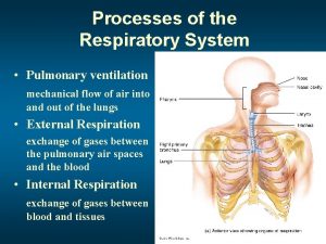 Processes of the Respiratory System Pulmonary ventilation mechanical