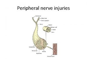 Peripheral nerve injuries NERVE STRUCTURE AND FUNCTION Peripheral