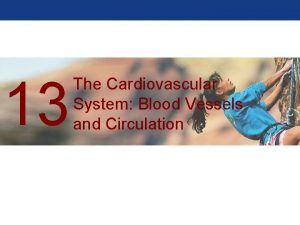 13 The Cardiovascular System Blood Vessels and Circulation