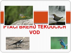 PTCI BEH TEKOUCCH VOD SKOREC VODN pvci velikost