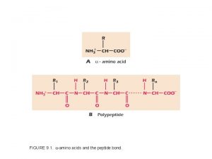 FIGURE 9 1 amino acids and the peptide