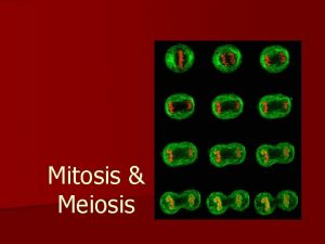 Mitosis Meiosis Key Vocab n Chromosome long thread