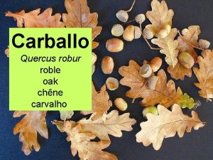 Carballo Quercus robur roble oak chne carvalho CLASE