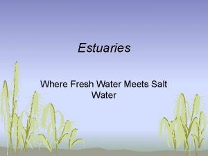 Estuaries Where Fresh Water Meets Salt Water Estuary
