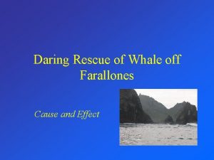 Daring Rescue of Whale off Farallones Cause and