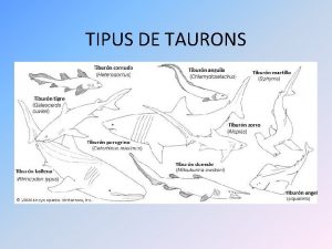 Tipus de taurons