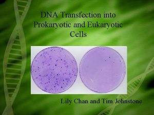 DNA Transfection into Prokaryotic and Eukaryotic Cells Lily