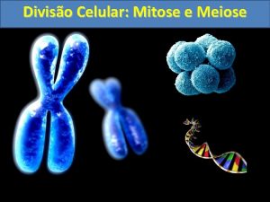 Diviso Celular Mitose e Meiose Diviso Celular Mitose