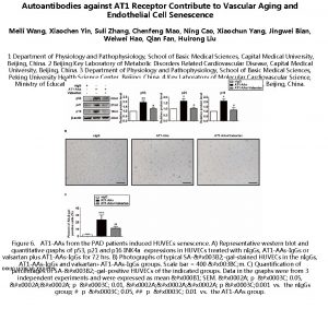 Autoantibodies against AT 1 Receptor Contribute to Vascular