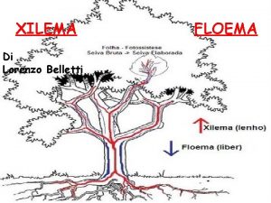 XILEMA Di Lorenzo Belletti FLOEMA INTRODUZIONE Da cosa