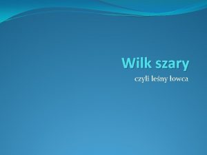 Wilk szary czyli leny owca Struktura socjalna Wilk