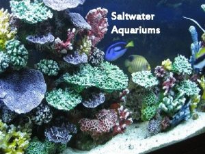 Saltwater Aquariums The essential items for your tank