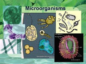 Microorganisms Microorganisms Microscopic life covers nearly every square