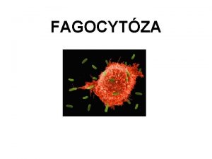 FAGOCYTZA Fagocytza je proces pohlcen a degradace stic