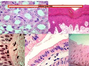 Epithelial tissue pogil
